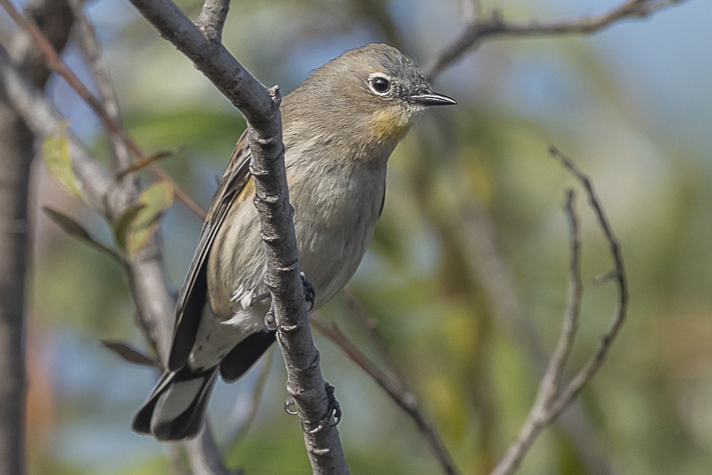 Миртовый певун - ML646991712