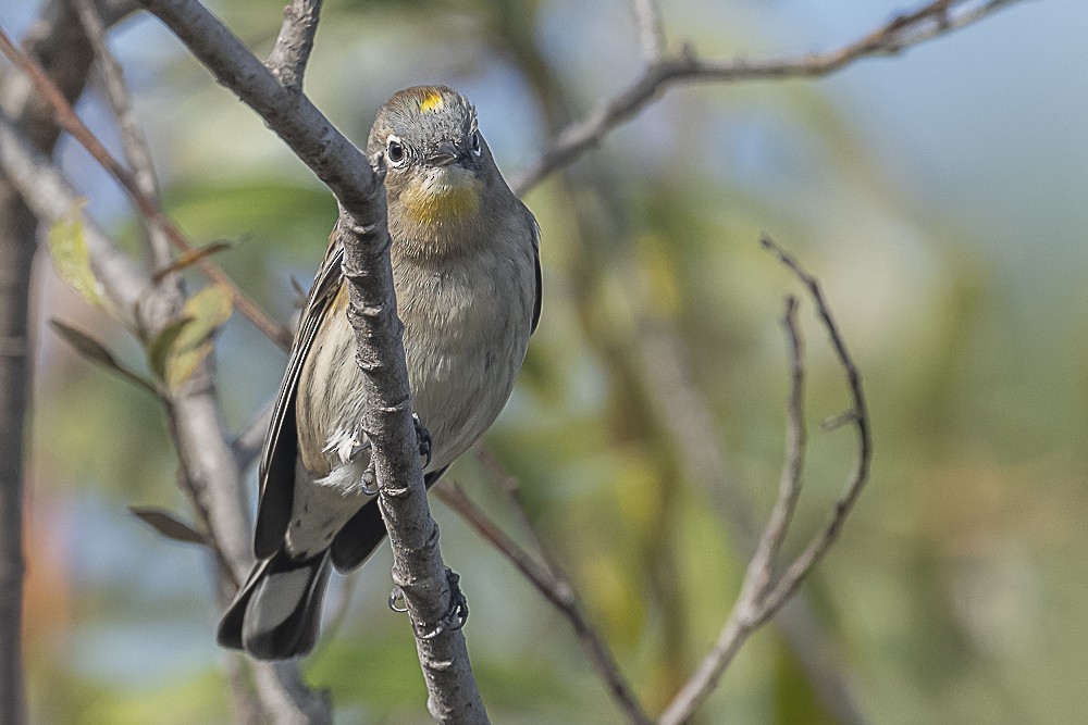 Миртовый певун - ML646991713