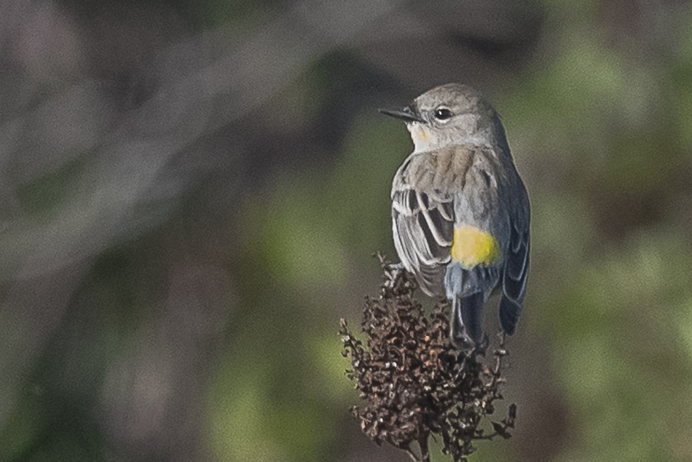 Миртовый певун - ML646991714