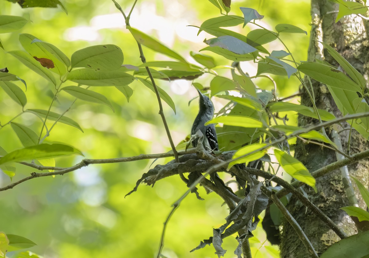 Hormiguerito Flanquialbo (Luctuoso) - ML646991717