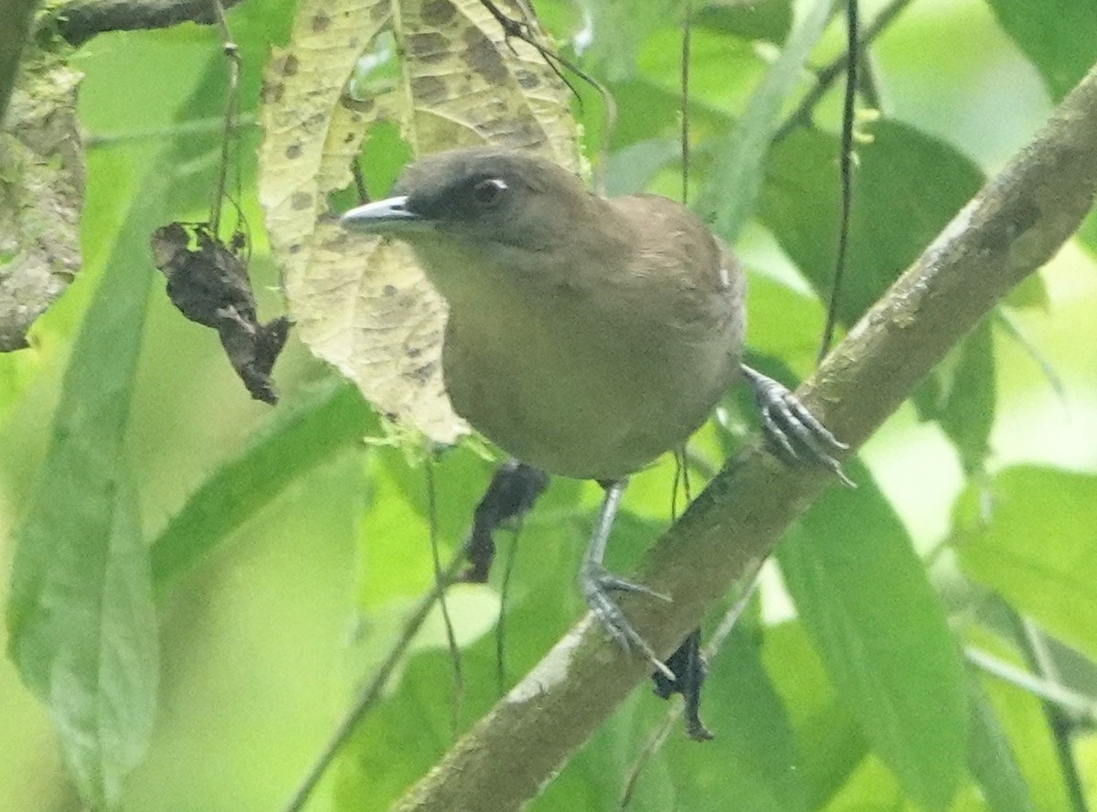 Western Fire-eye - ML646991718