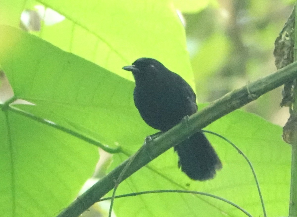 Western Fire-eye - ML646991719