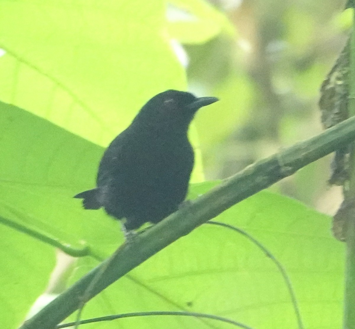 Western Fire-eye - ML646991720