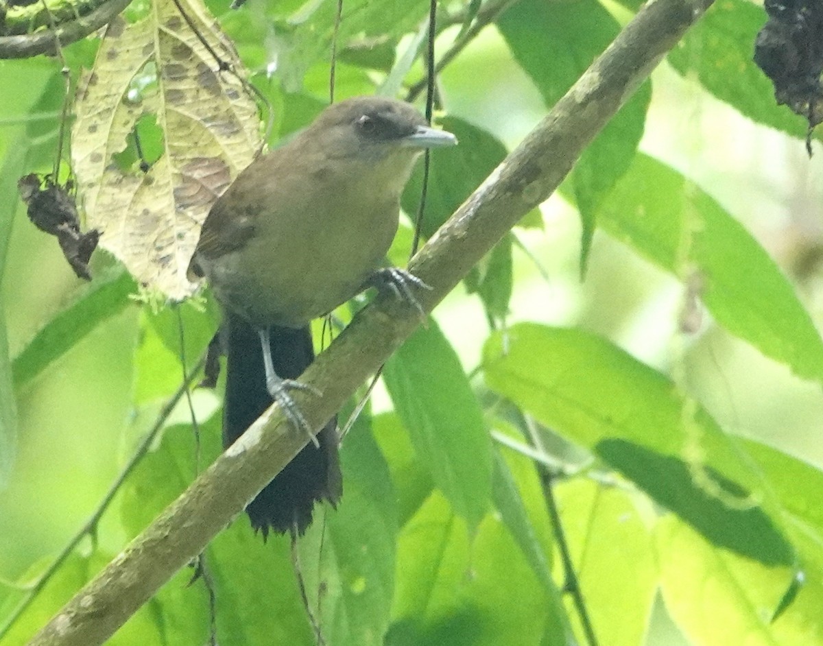 Western Fire-eye - ML646991721