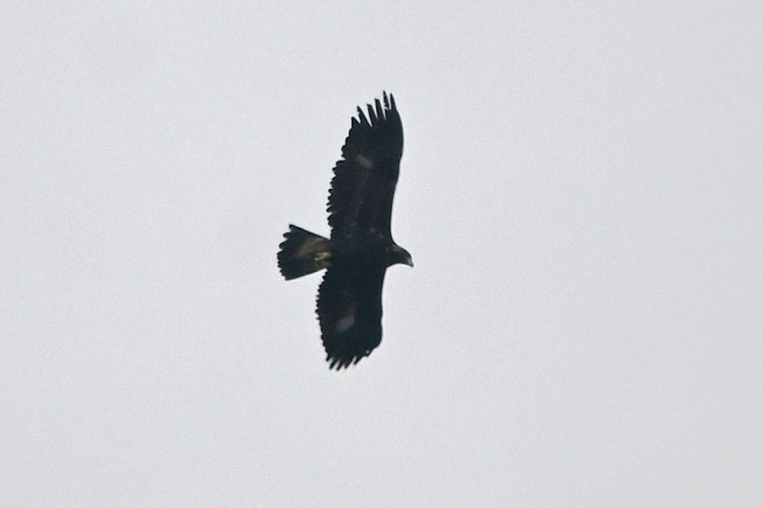 金鵰 - ML646991722