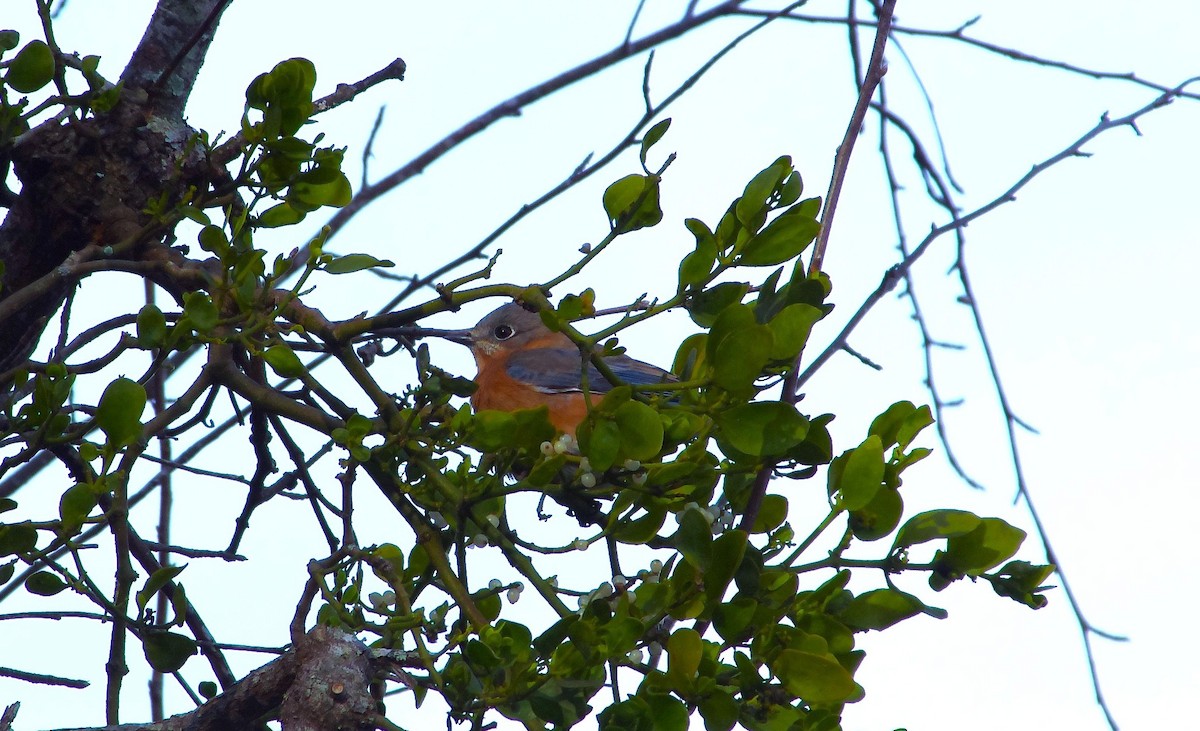 Восточная сиалия - ML646991724