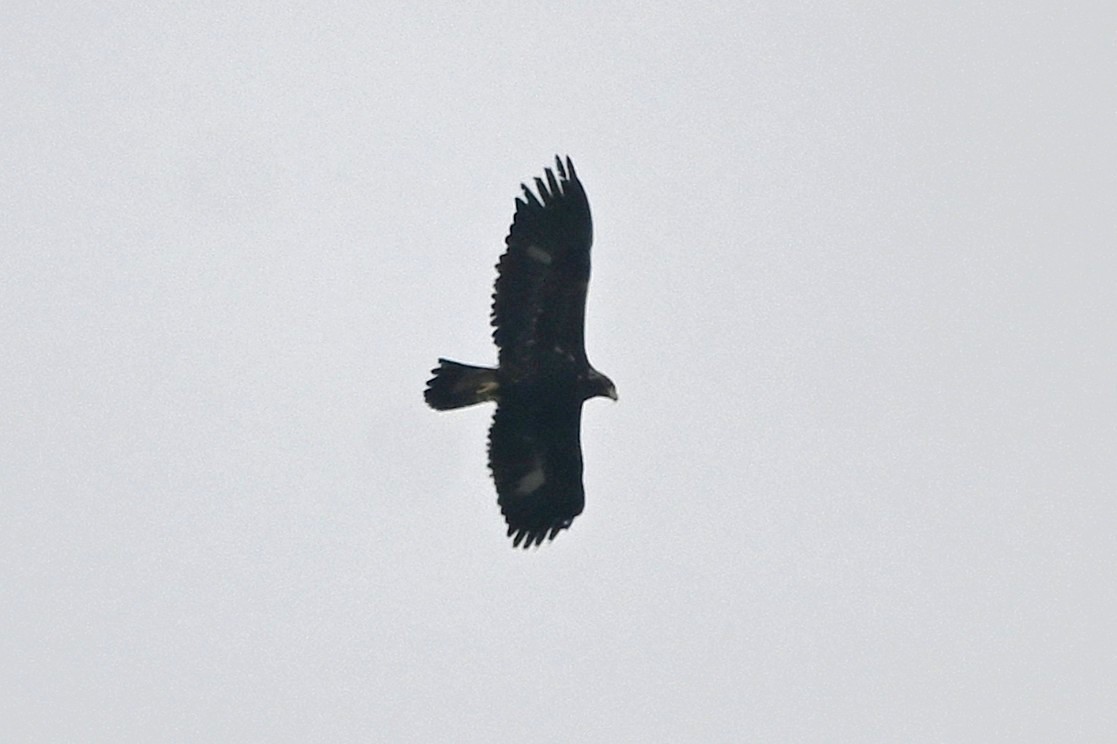 金鵰 - ML646991725