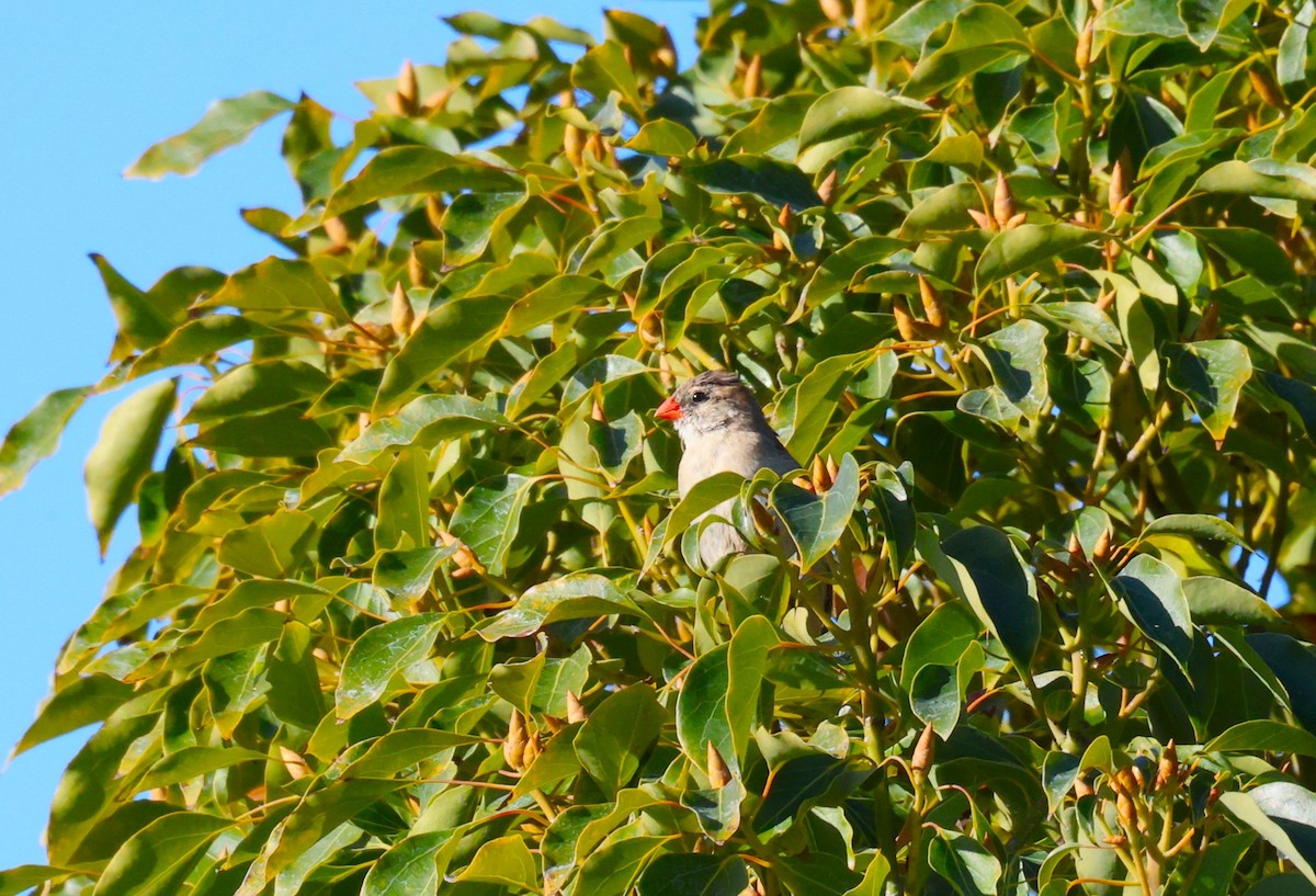 Veuve dominicaine - ML646991727