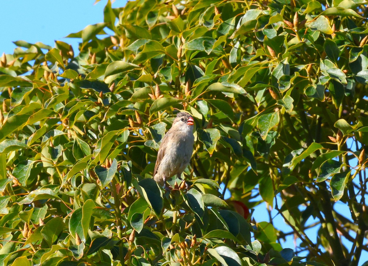 Veuve dominicaine - ML646991728