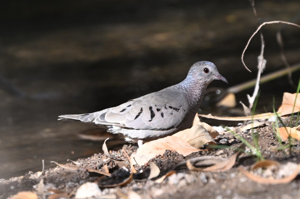 Common Ground Dove - ML646991730