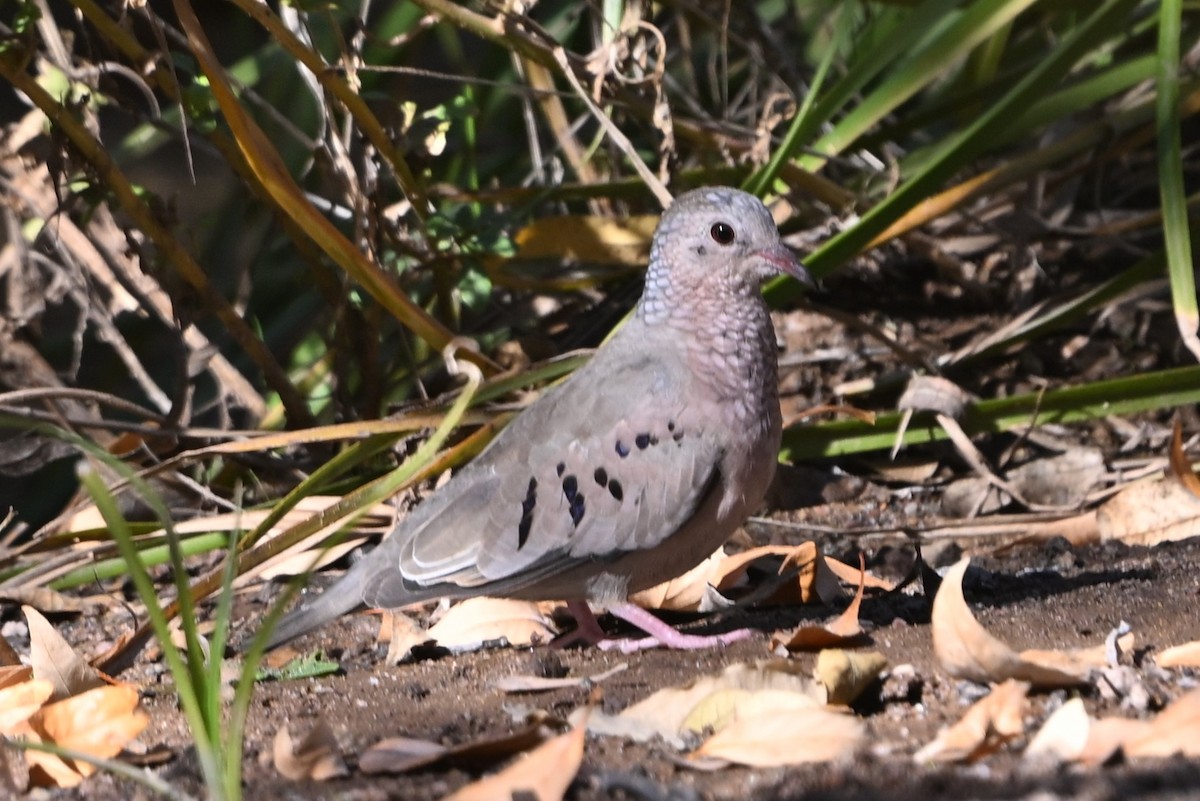 Common Ground Dove - ML646991731