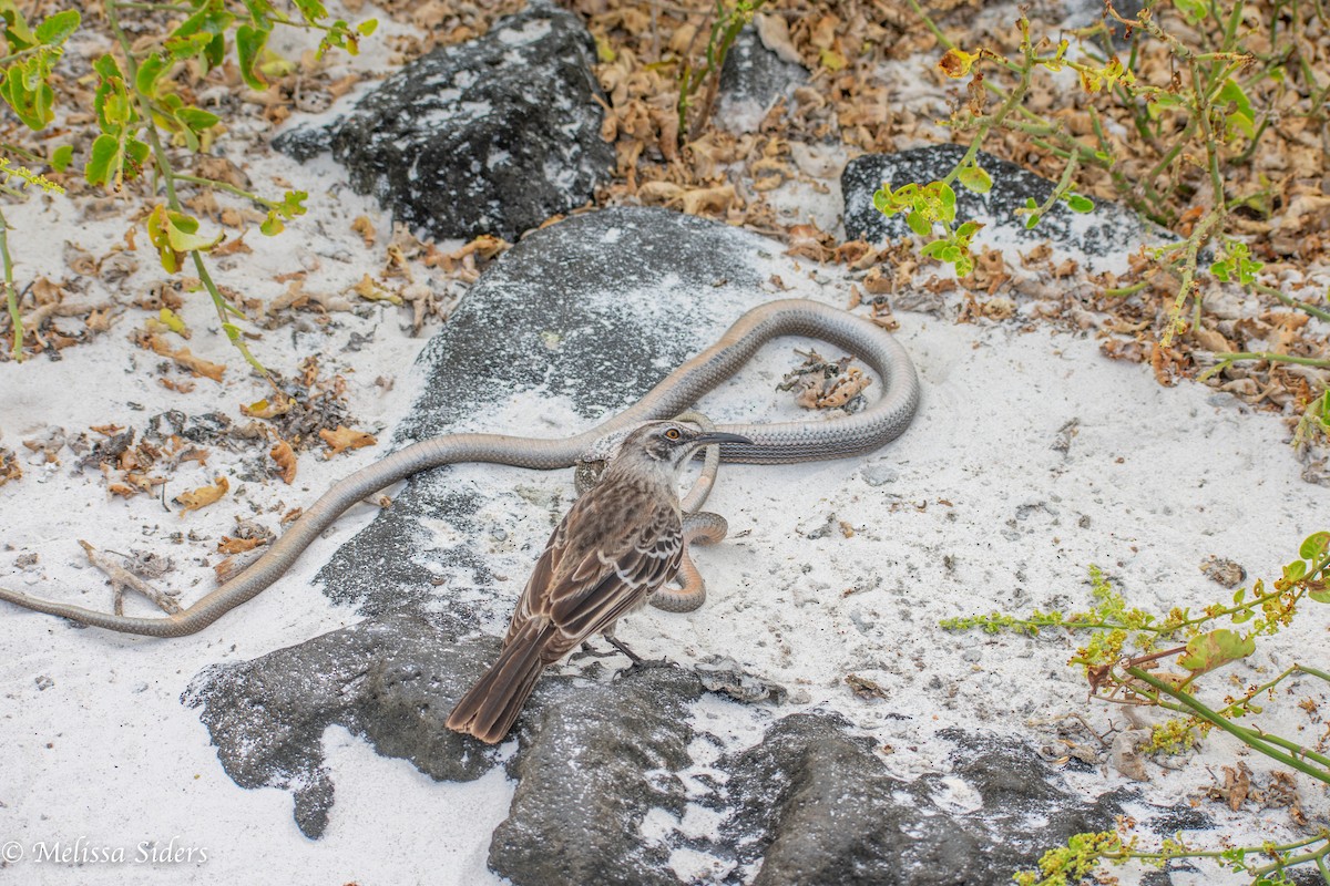 Española Mockingbird - ML646991734