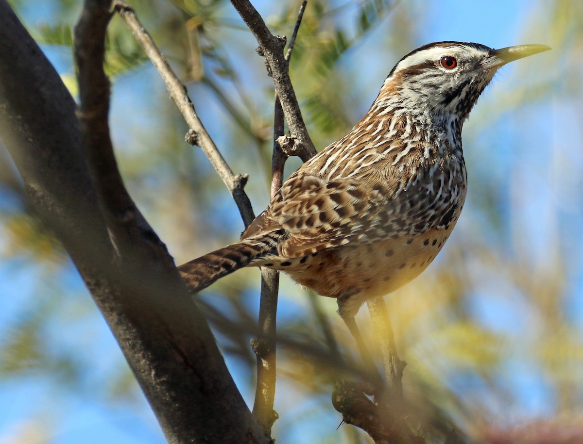 サボテンミソサザイ - ML646991735