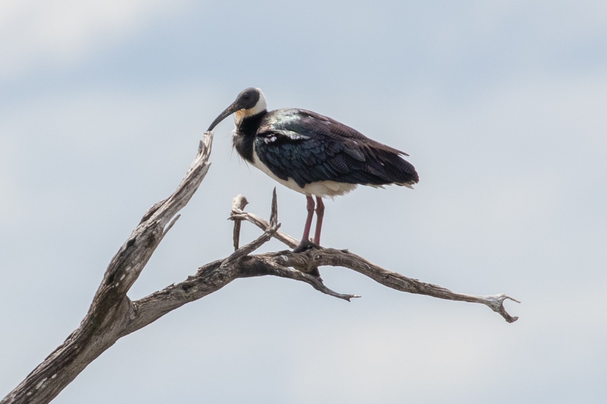 Straw-necked Ibis - ML646991736