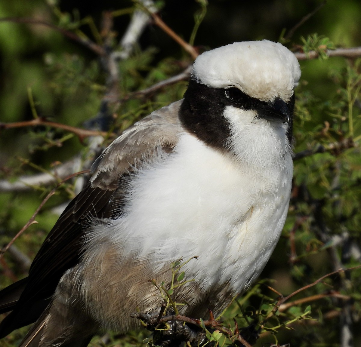 White-crowned Shrike - ML646991739