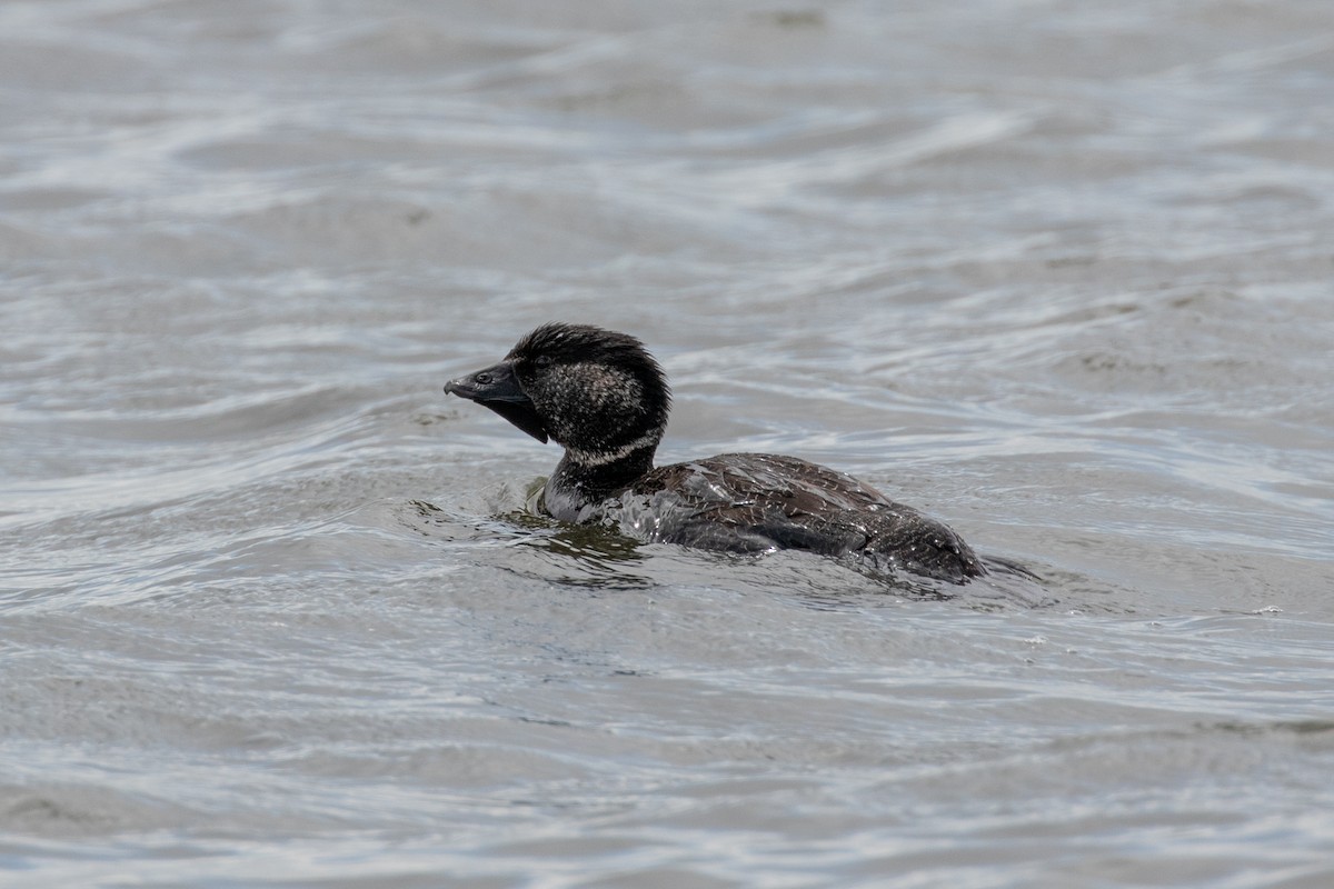 Musk Duck - ML646991741