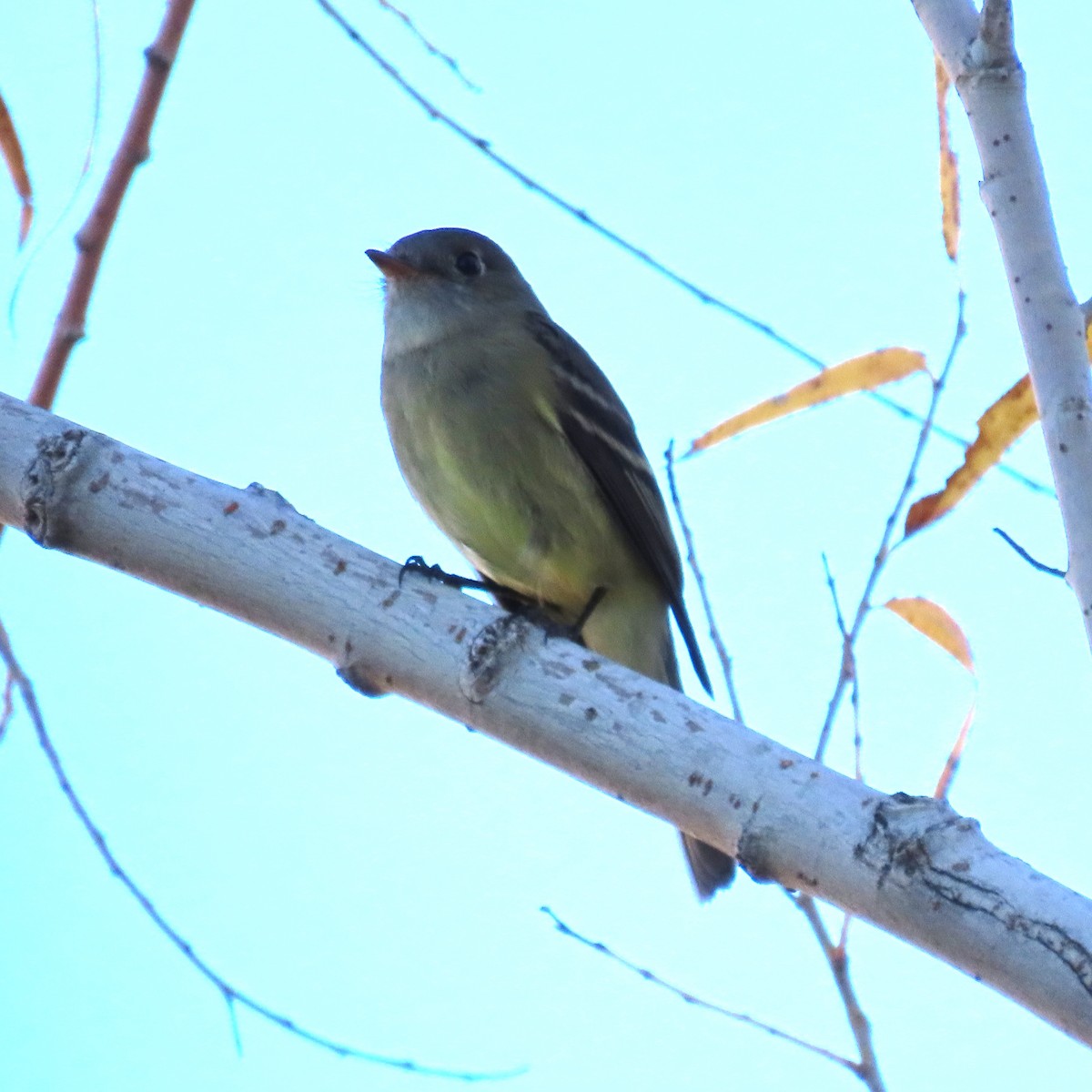 Tannenschnäppertyrann - ML646991742