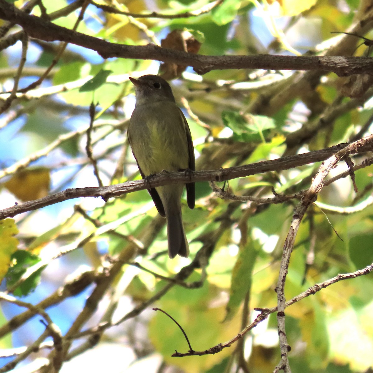 Tannenschnäppertyrann - ML646991743