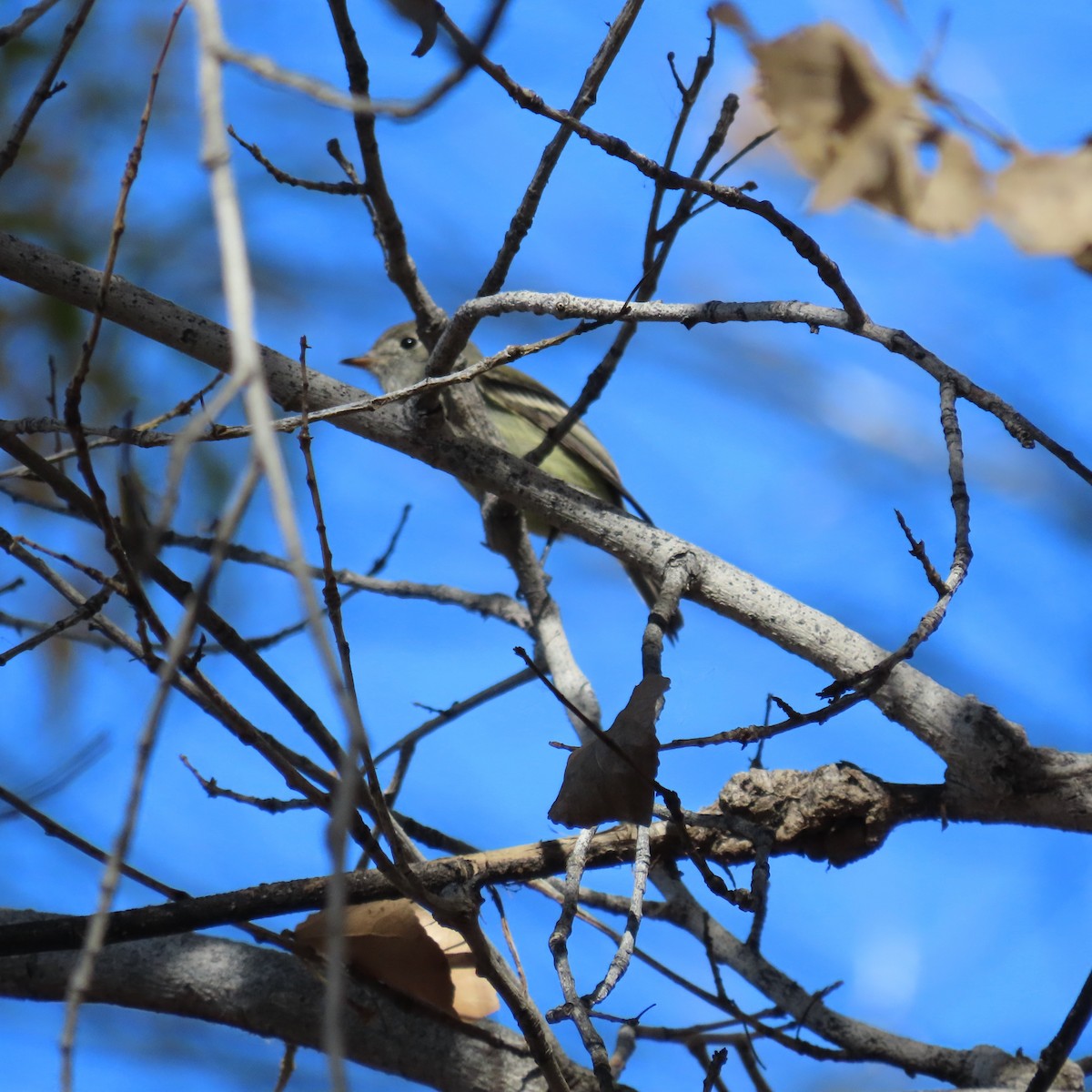 Tannenschnäppertyrann - ML646991744