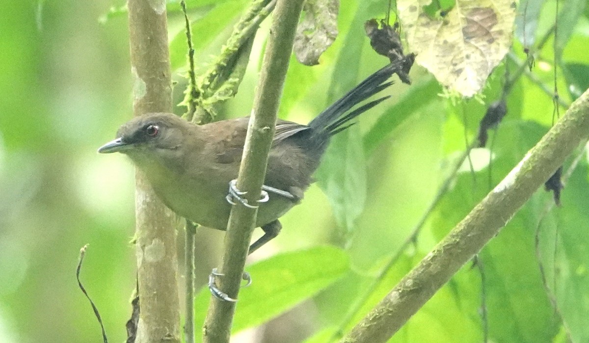 Western Fire-eye - ML646991745