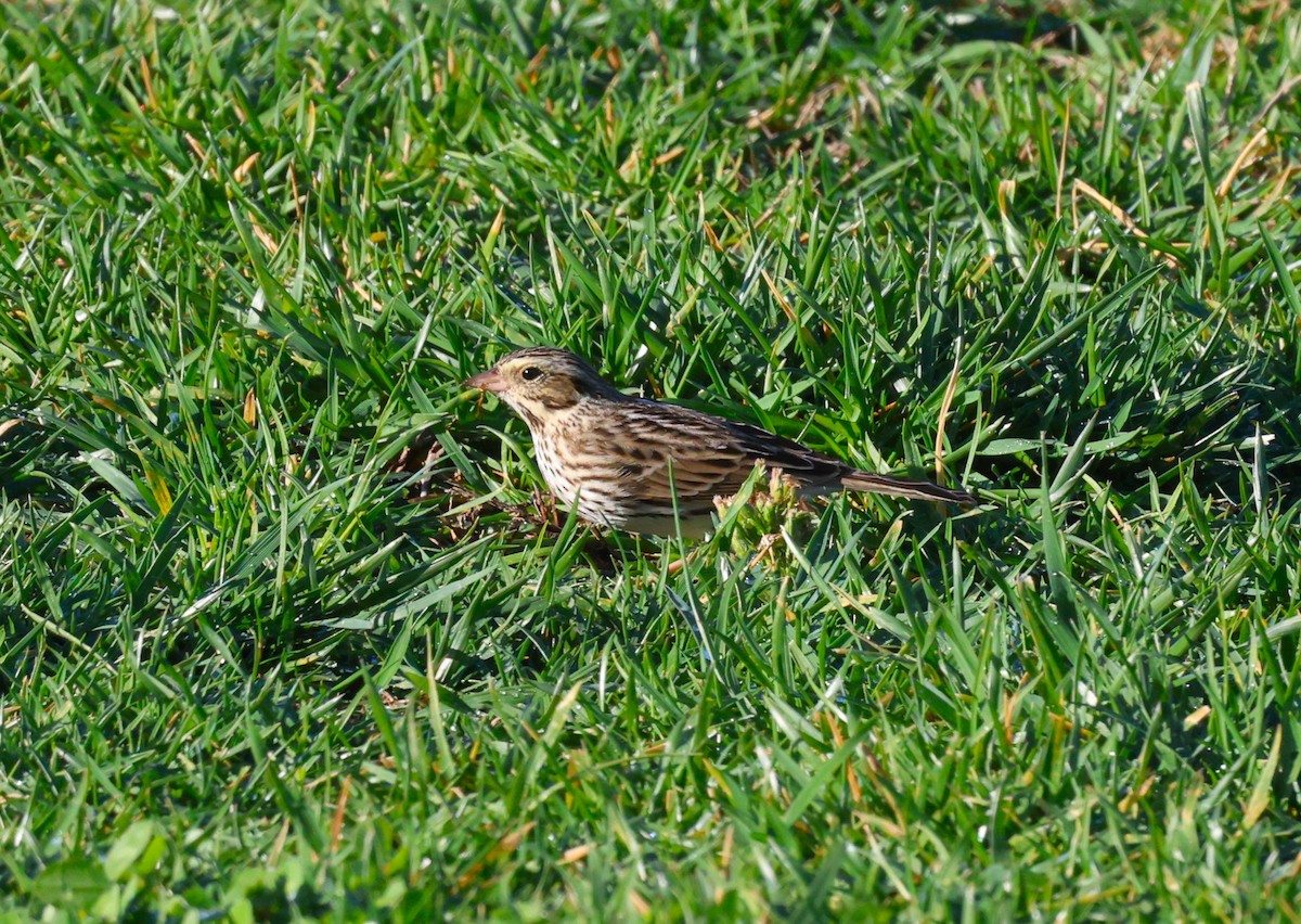 Bruant des prés - ML646991746