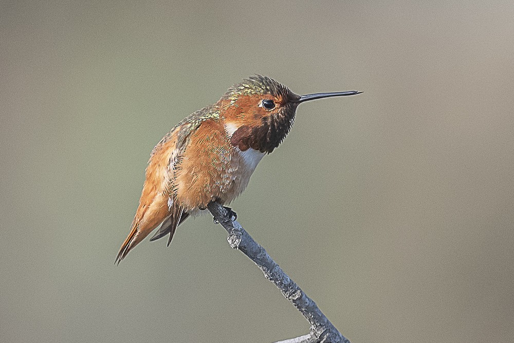 Алленов колибри - ML646991747