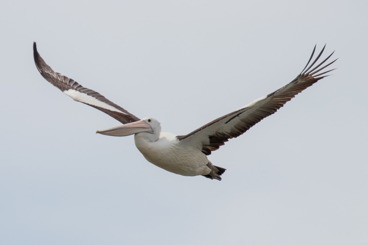 Australian Pelican - ML646991748