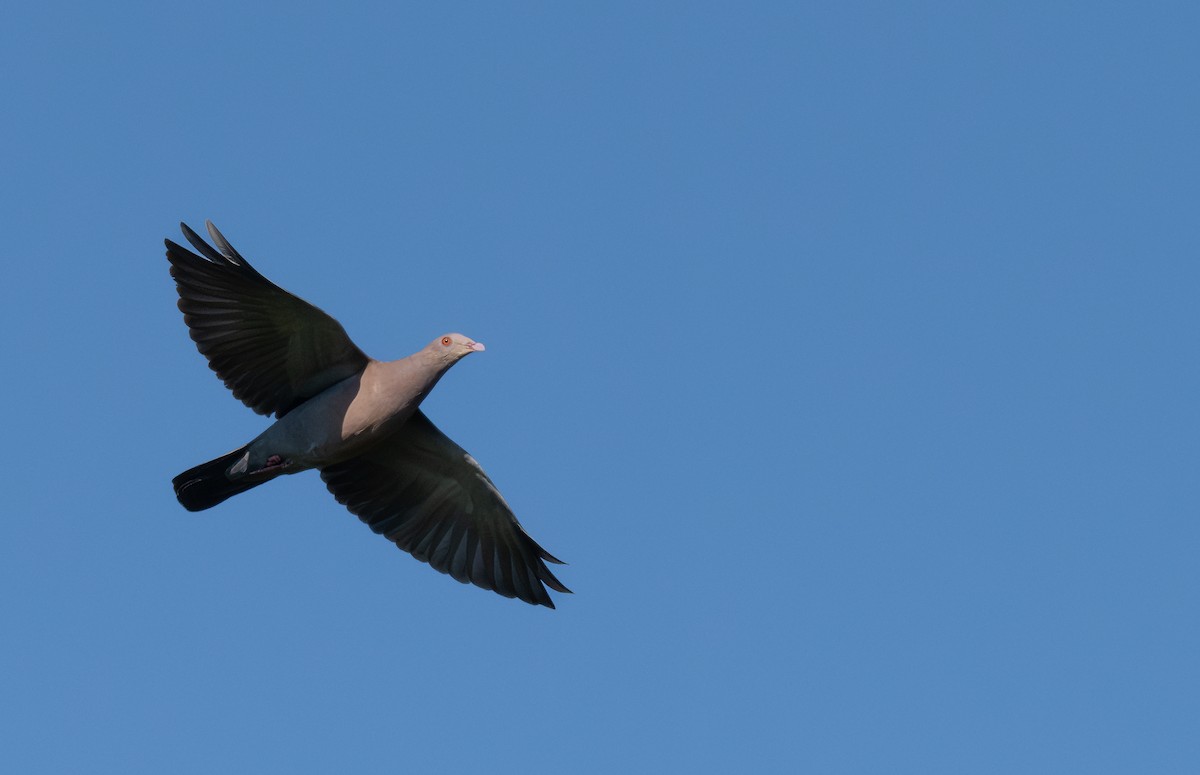 mayadue - ML646991749