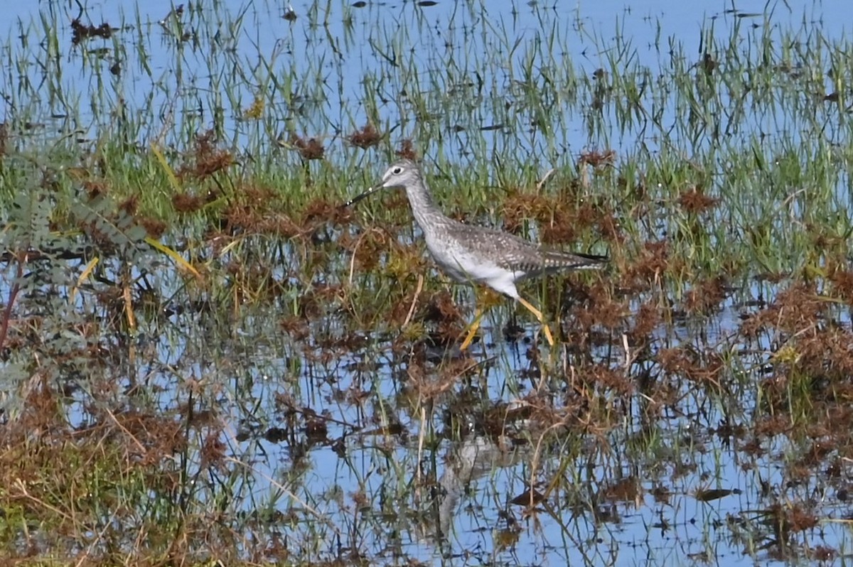 Tüpfelgelbschenkel - ML646991751