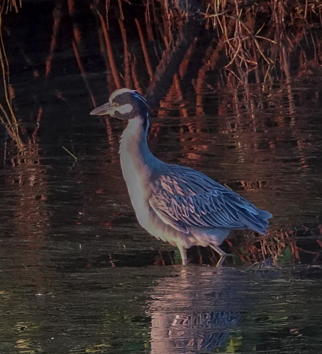 Yellow-crowned Night Heron - ML646991752
