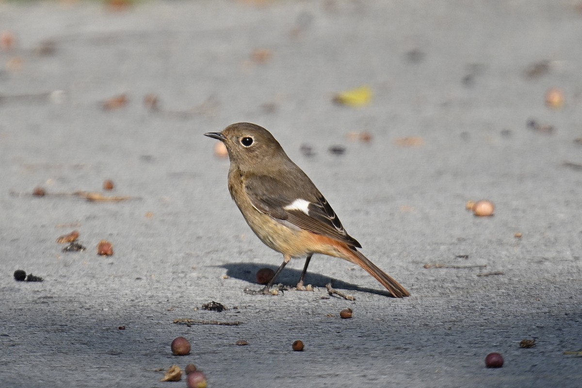 Горихвістка сибірська - ML646991753