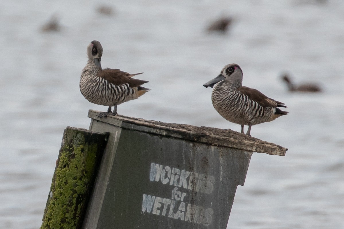Pink-eared Duck - ML646991754