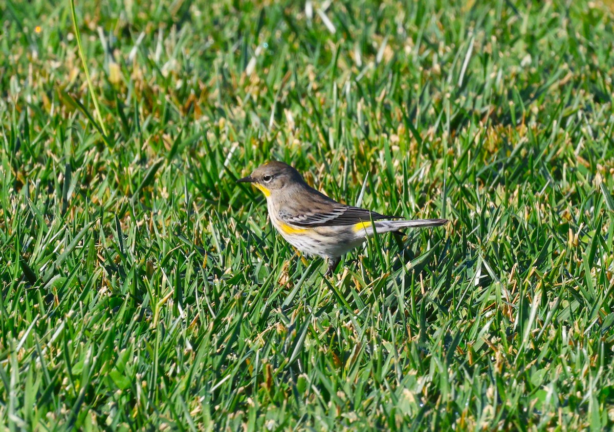 Paruline à croupion jaune - ML646991757