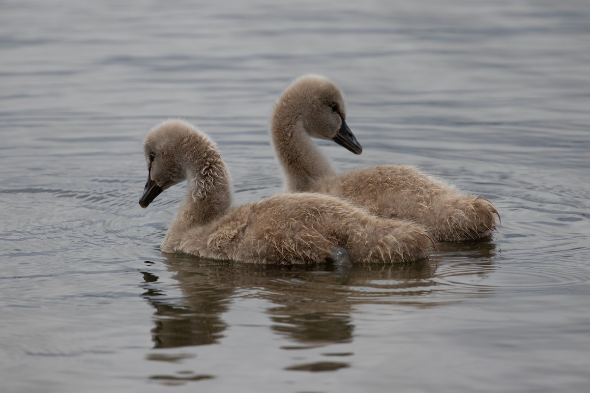 Black Swan - ML646991758