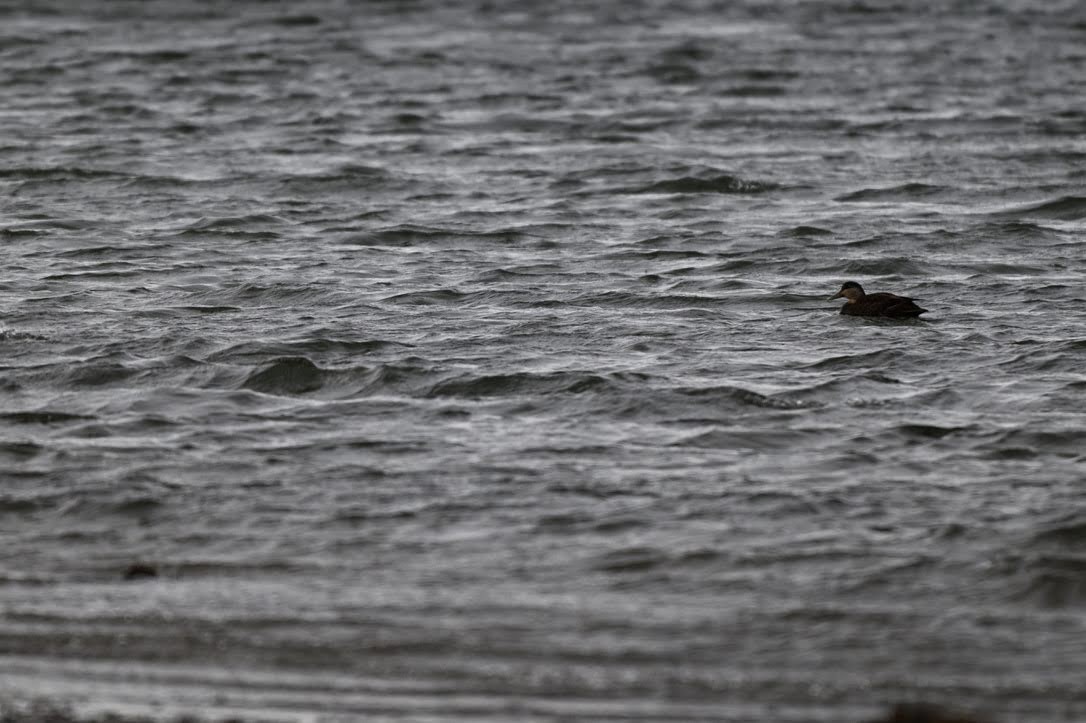 Esmer Ördek - ML646991760