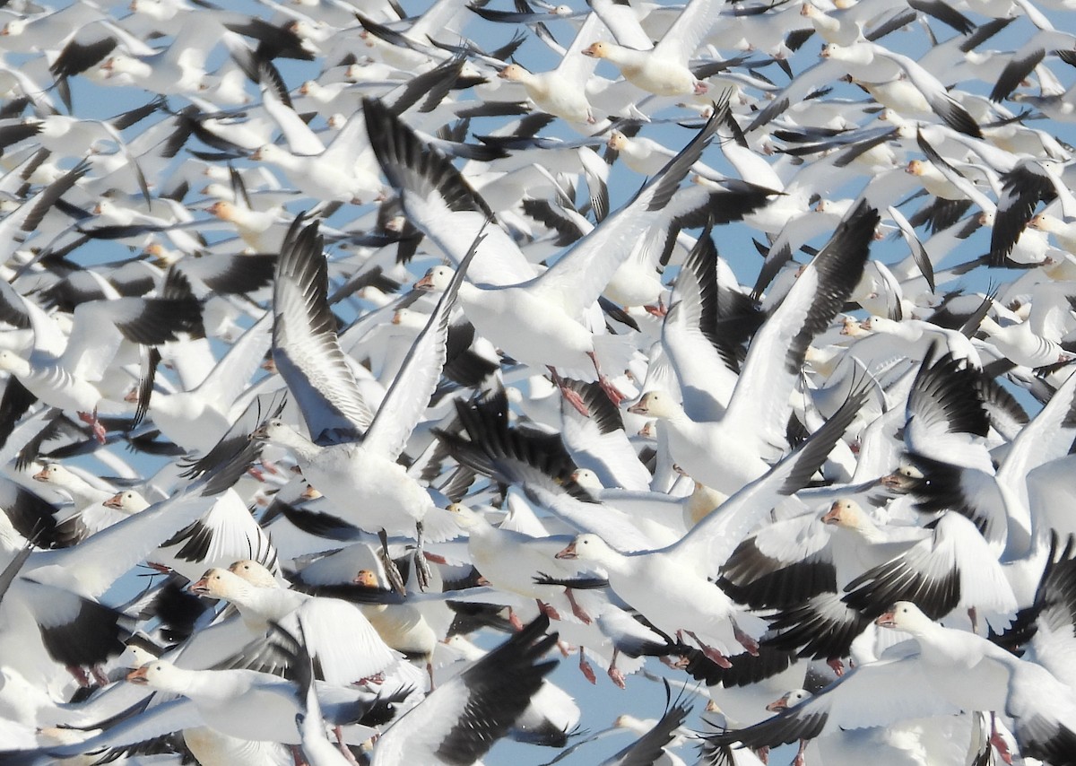 Белый гусь - ML646991761