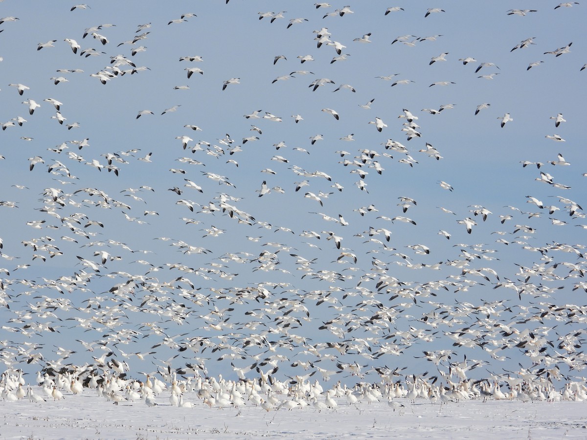 Белый гусь - ML646991763