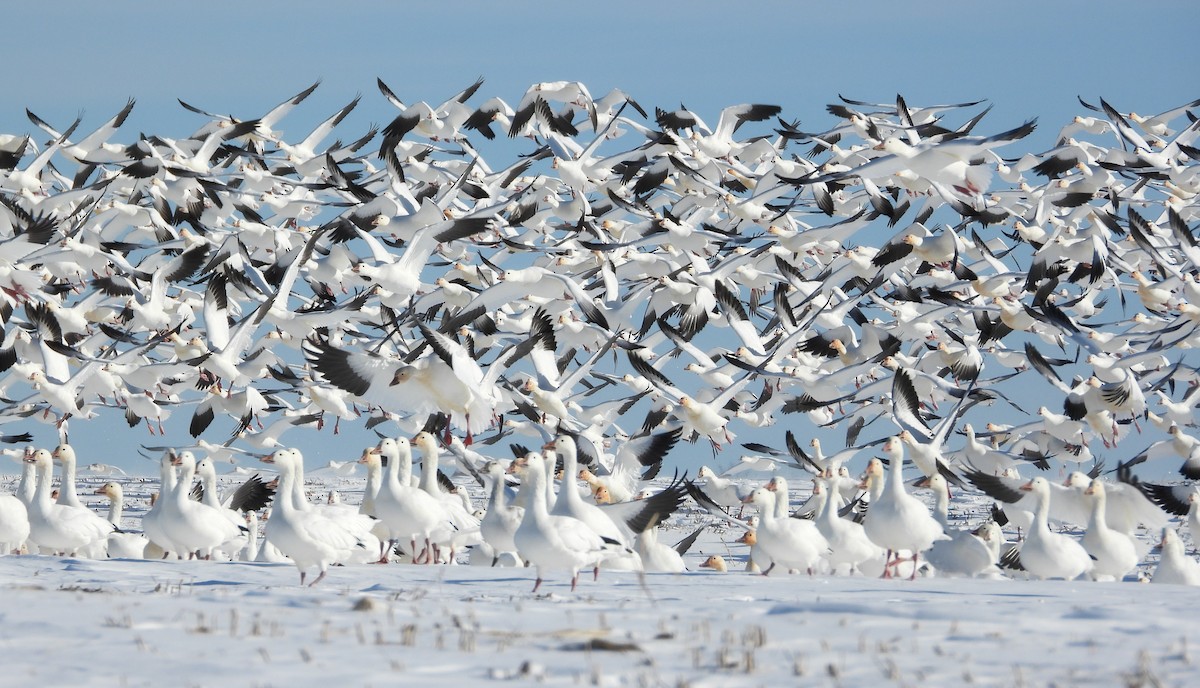 Белый гусь - ML646991764