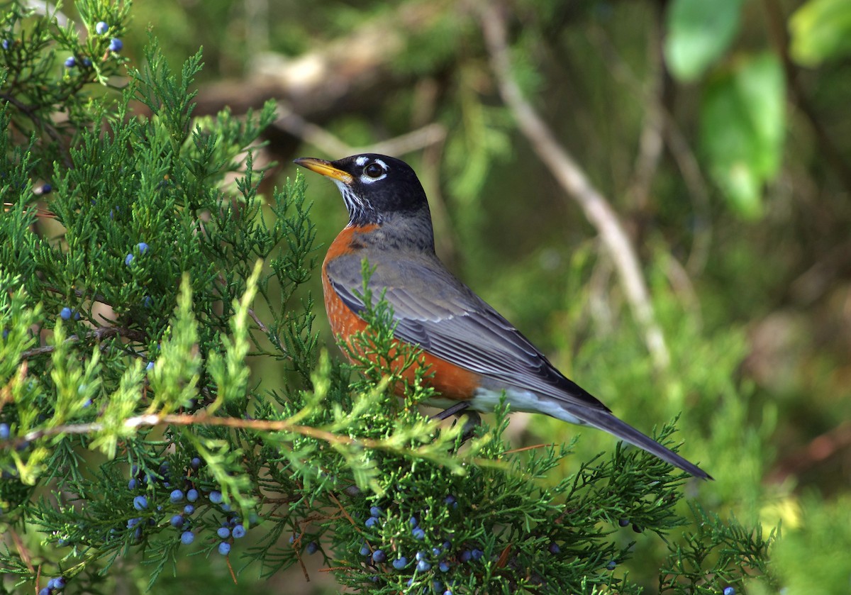 Странствующий дрозд - ML646991776