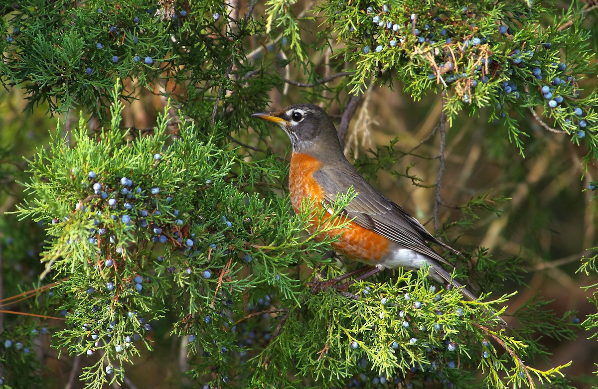 Странствующий дрозд - ML646991777