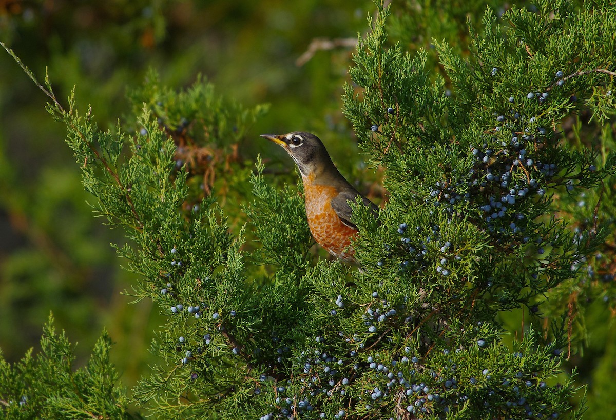 Странствующий дрозд - ML646991778