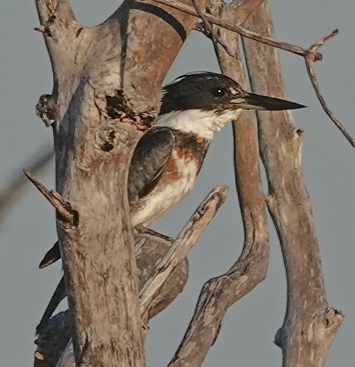 Belted Kingfisher - ML646991779