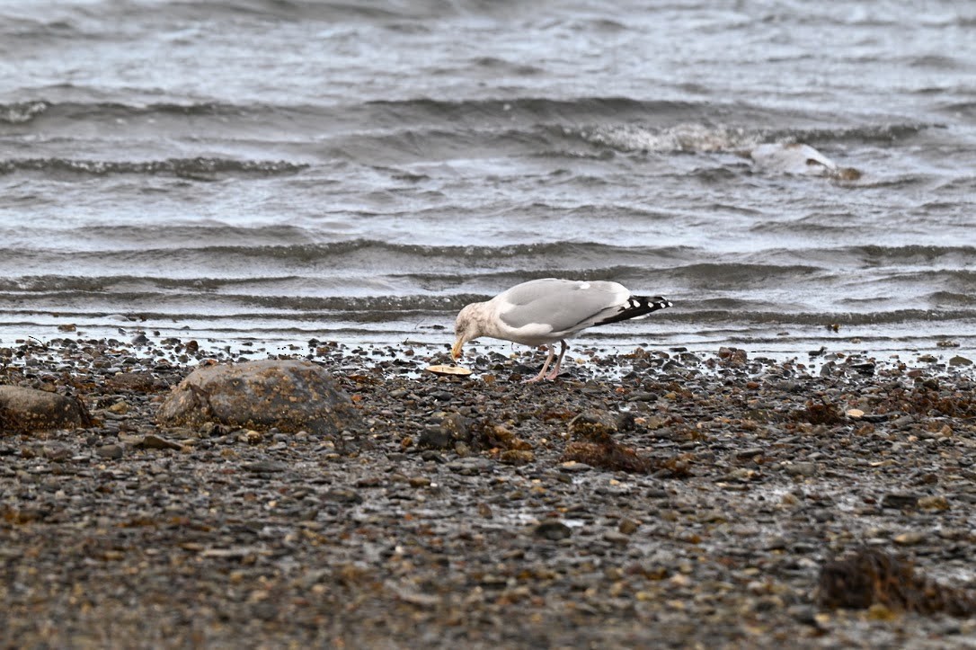 Amerika Gümüş Martısı - ML646991780