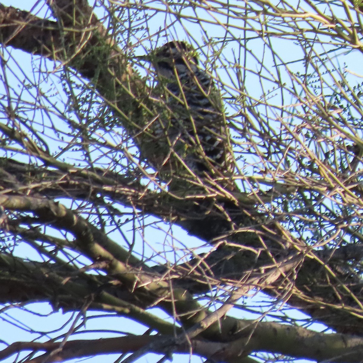 Ladder-backed Woodpecker - ML646991784