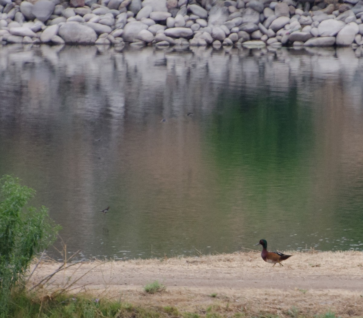 Zertzeta kanelakara - ML646991788