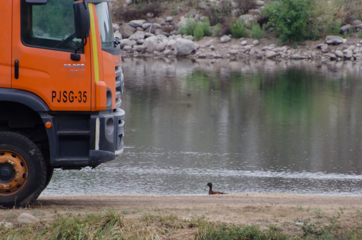 Zertzeta kanelakara - ML646991789