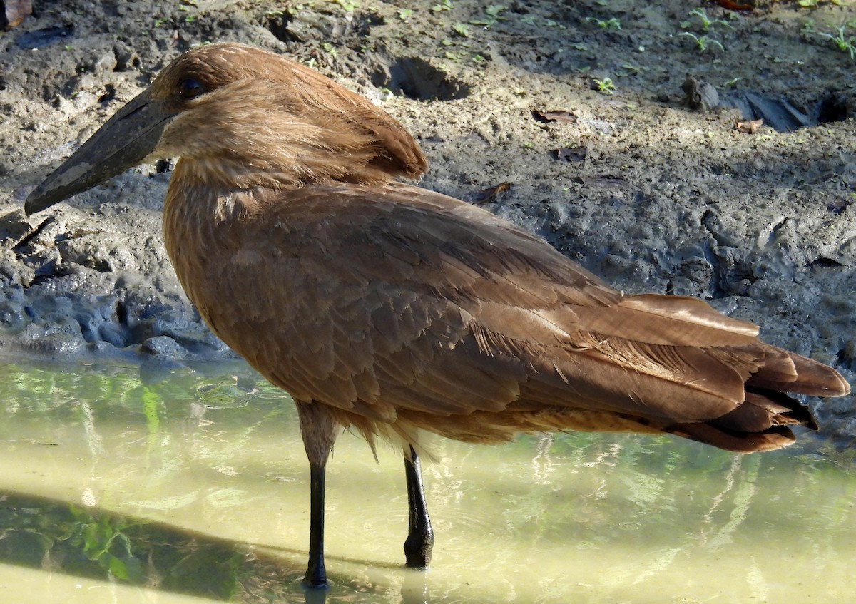 Mailuburua - ML646991791