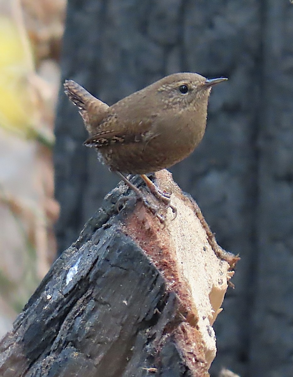 Pacific Wren - ML646991792