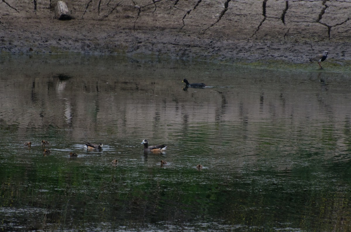 Ahate txistulari txiletarra - ML646991793