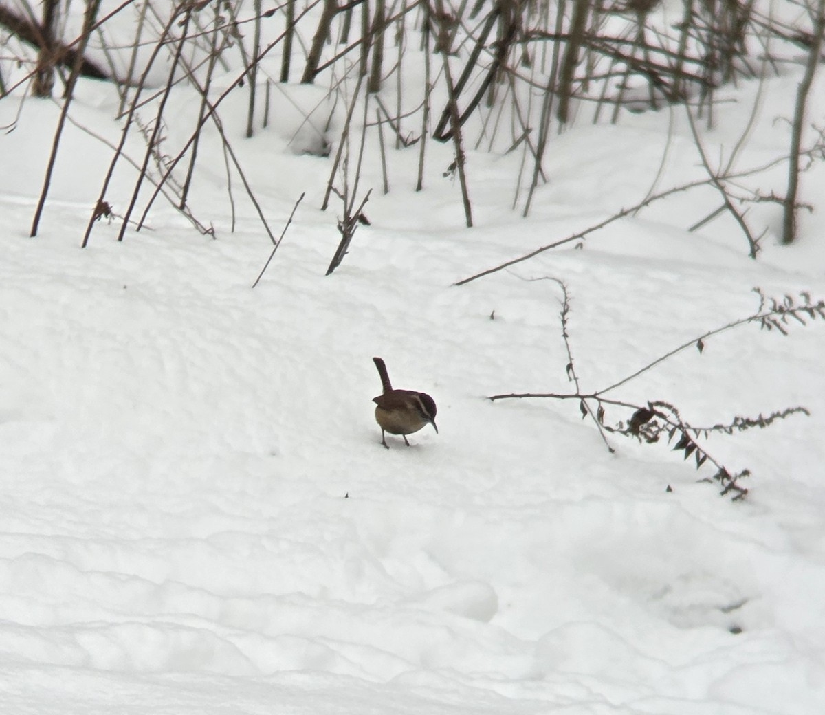 チャバラマユミソサザイ - ML646991796